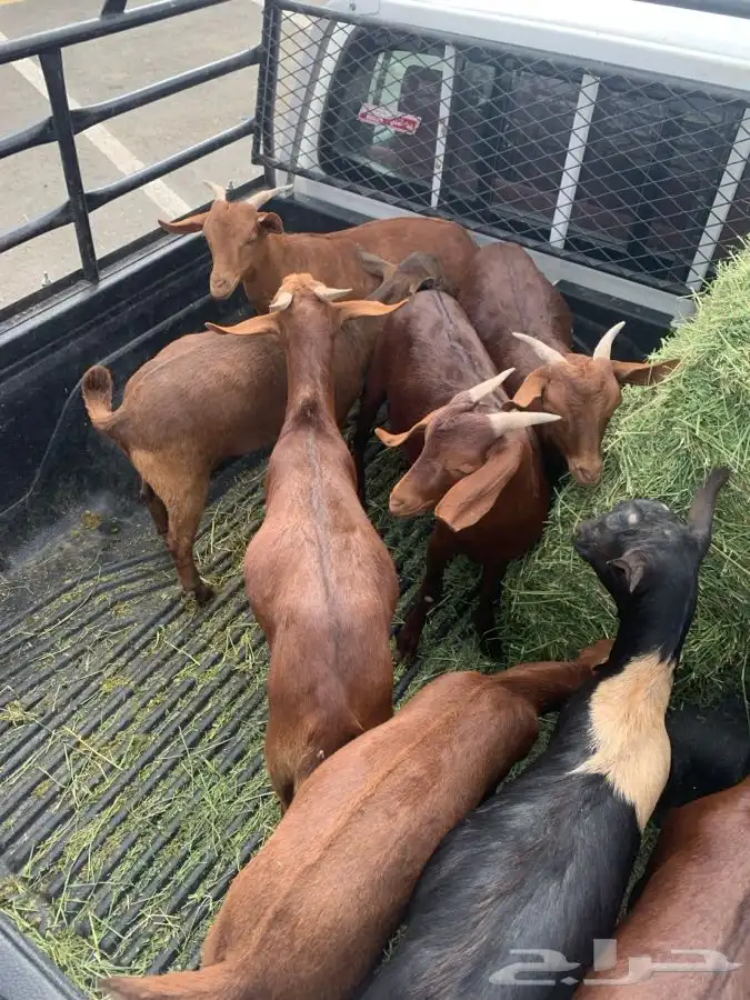 ذبايح مرابي عسير 11