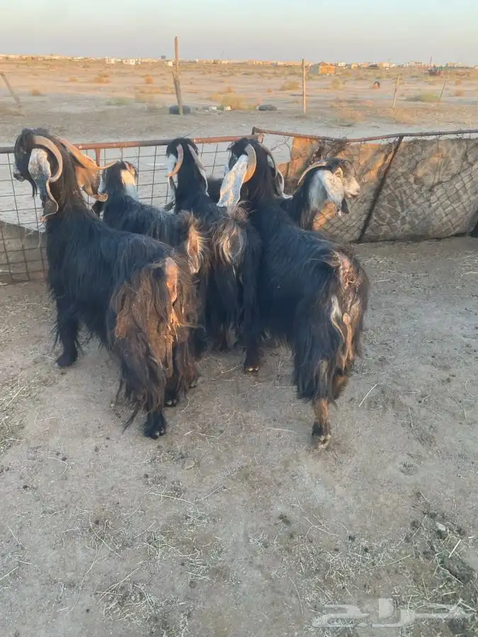 معزا خصم طيبه 1