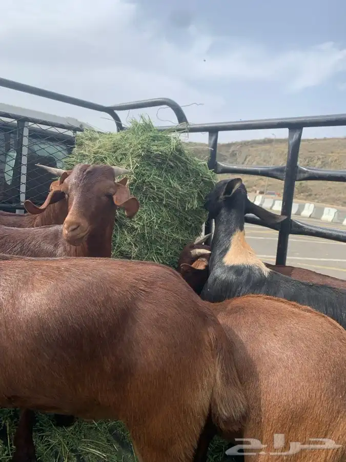 ذبايح مرابي عسير 9