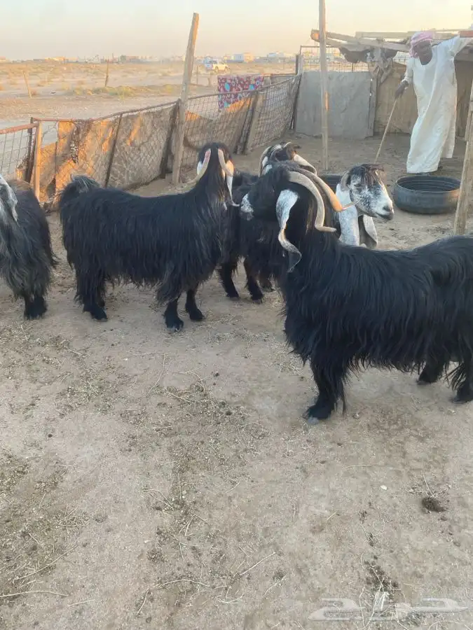 معزا خصم طيبه 2