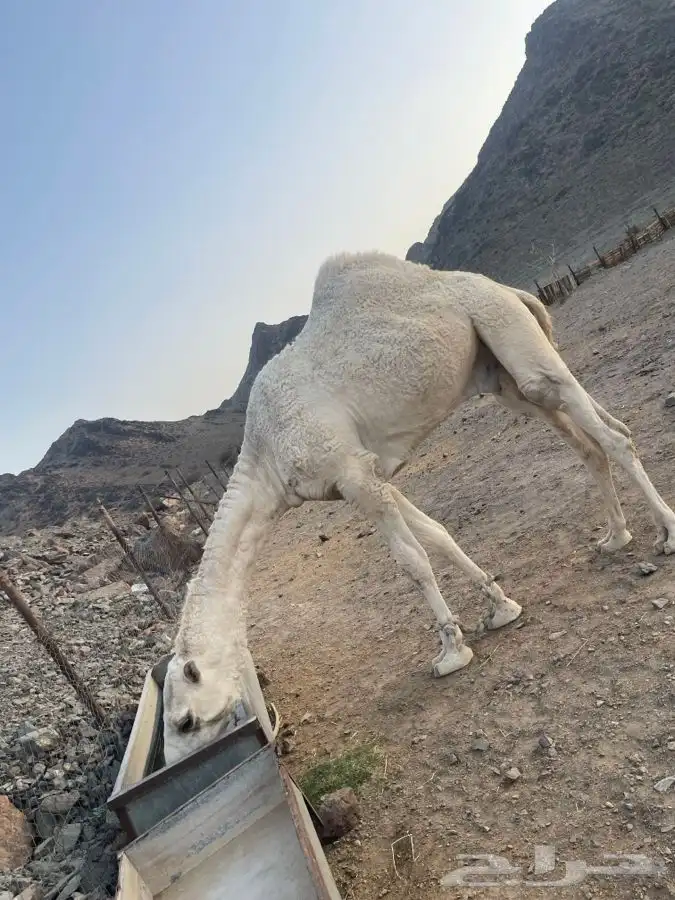 قعود ابوه الحاكم بن قريع الدوسري 1