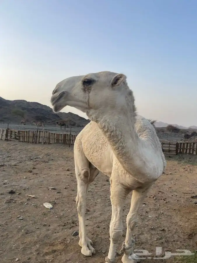 قعود ابوه الحاكم بن قريع الدوسري 3