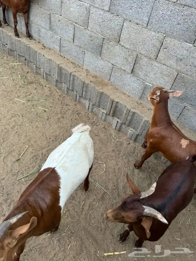 ذبايح مرابي عسير 2