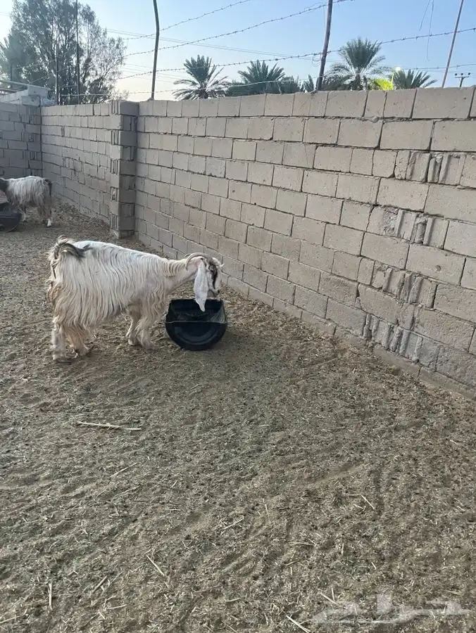 عنز دافع جامع شبب وطلي نجدي عمره شهر ونص 0