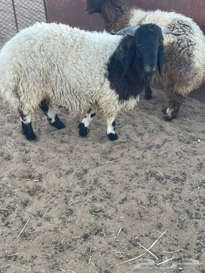 ذبايح 3