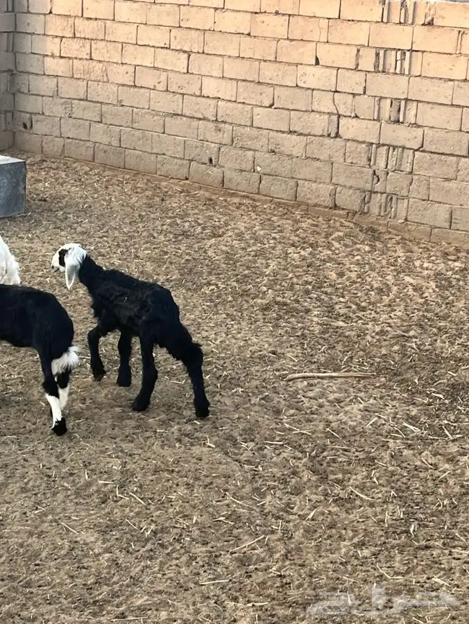 عنز دافع جامع شبب وطلي نجدي عمره شهر ونص 1