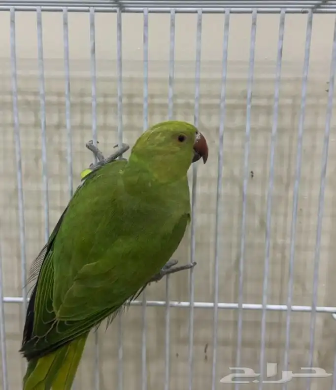 ببغاء الدره 0