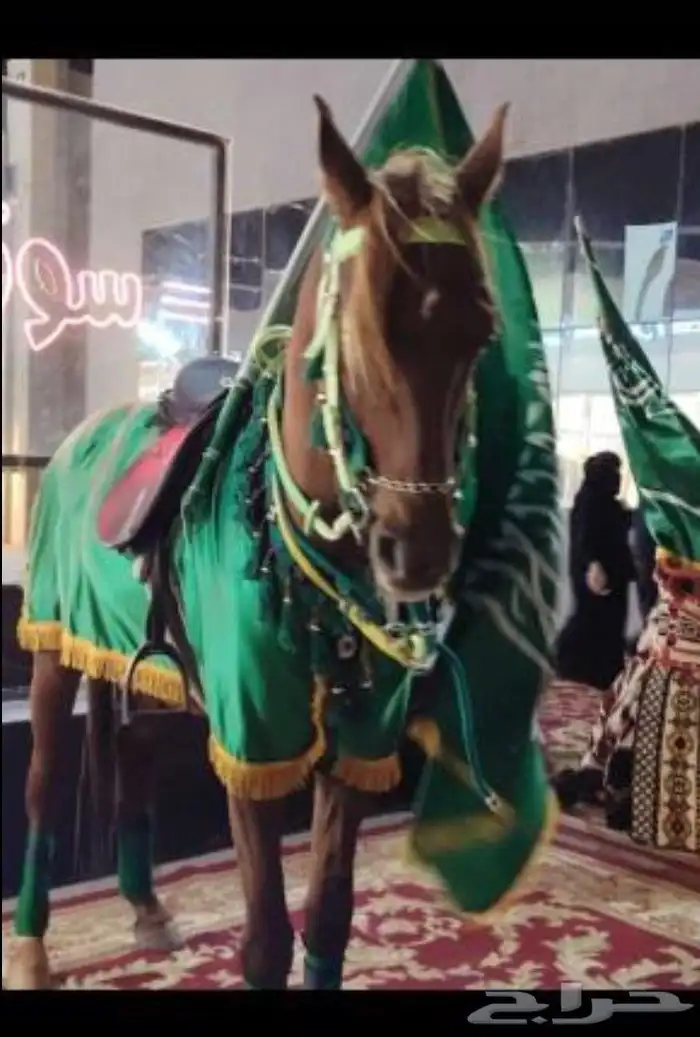آجار جمال رحول ركبي وا خيول عربيه بي اليوم وا الاسبوع 8