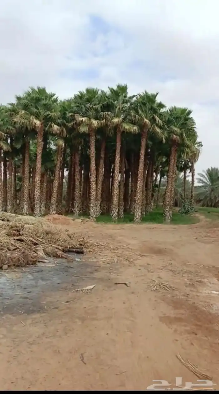 نخل واشنطني زينه امريكي 2