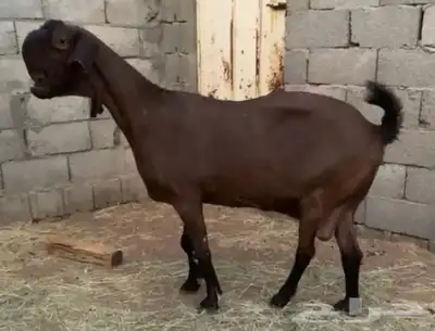 عنز شاميه 0