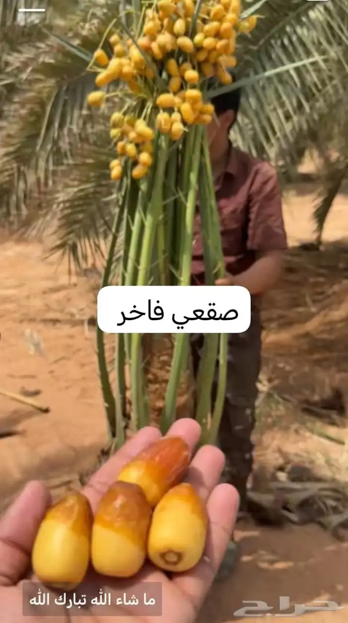 الحفر البطان 2