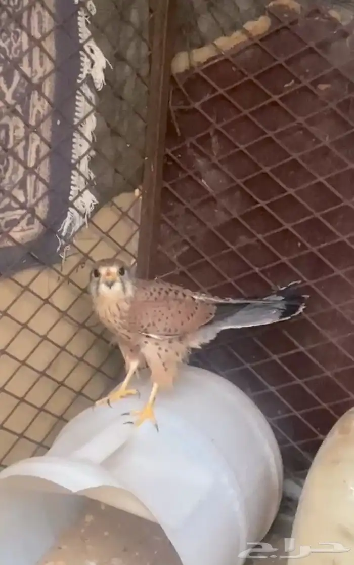 شبوط للبيع 0