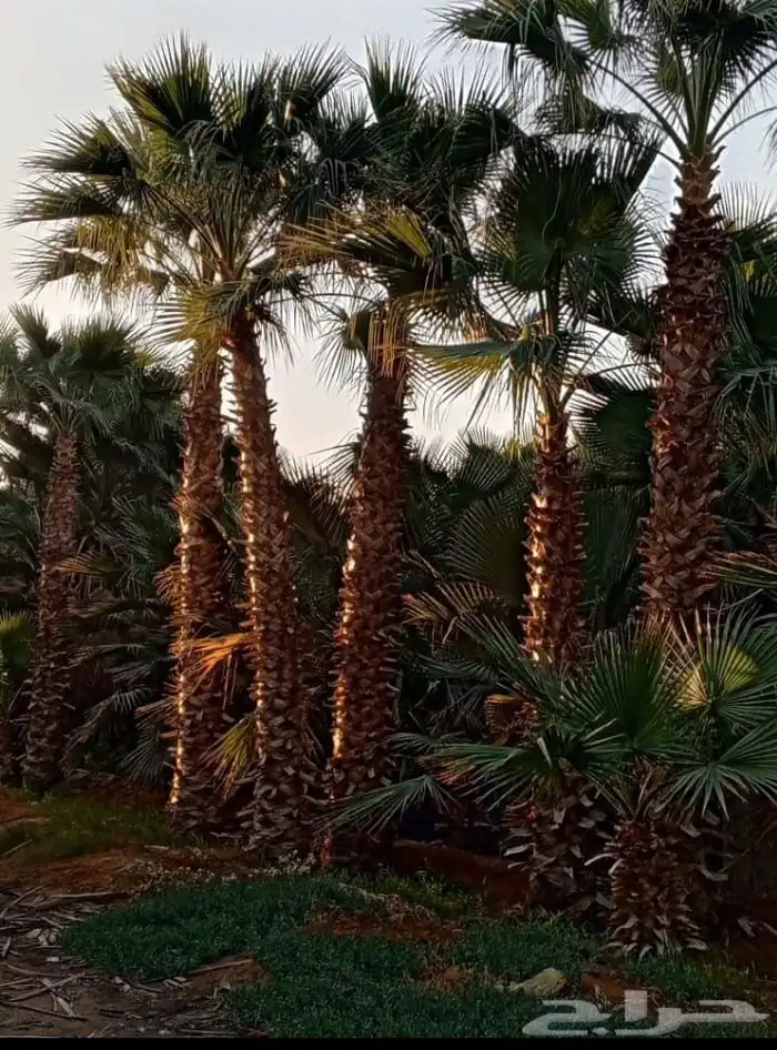 نخيل 4