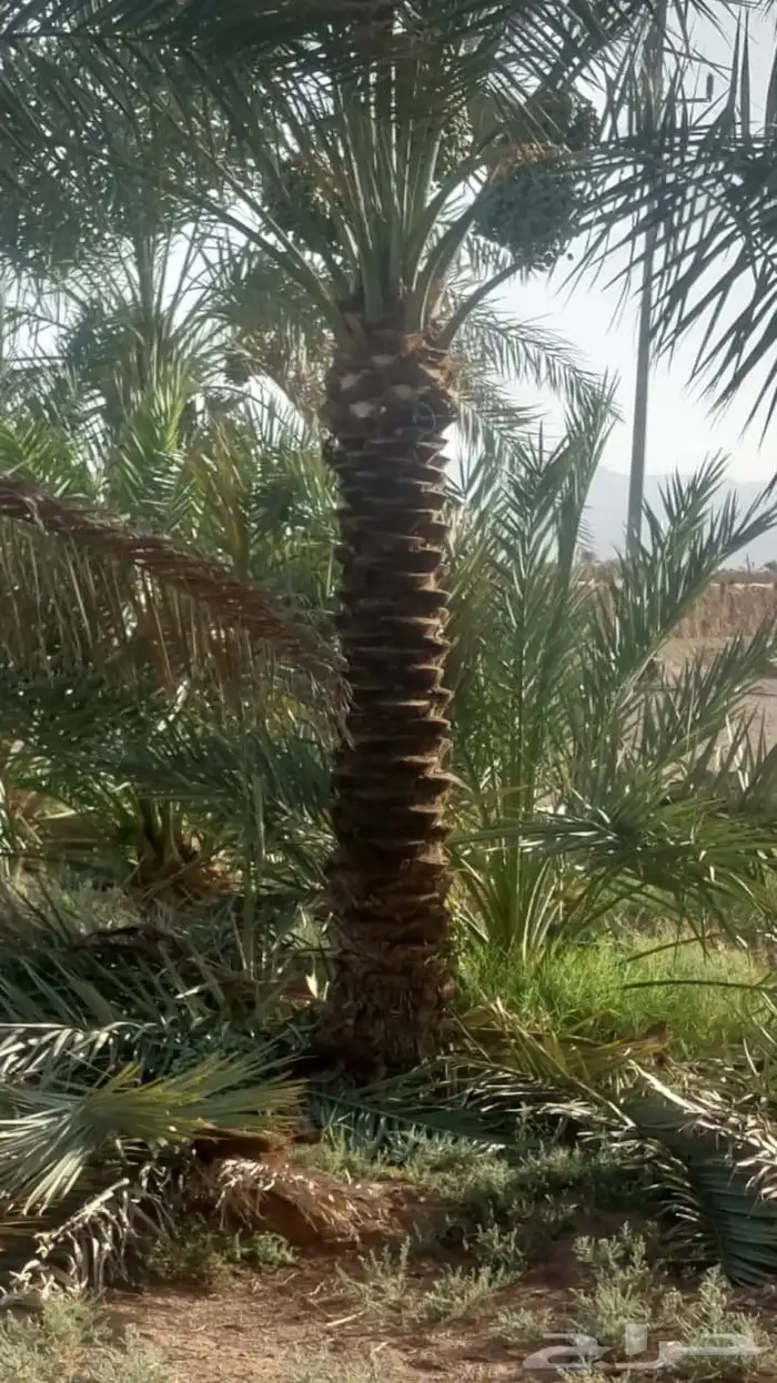 الحفر البطان 12