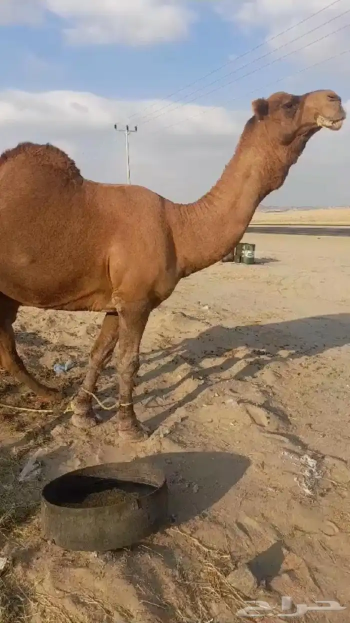 البل الساحليه 0
