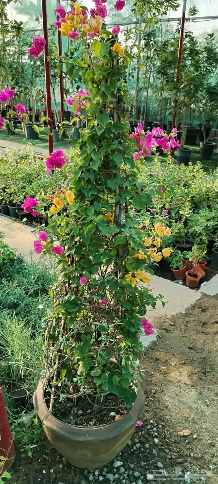 مشاتل مشتل 4