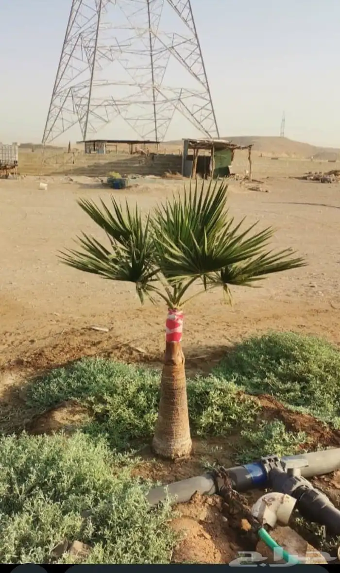 نخيل واشنطني زينه 2