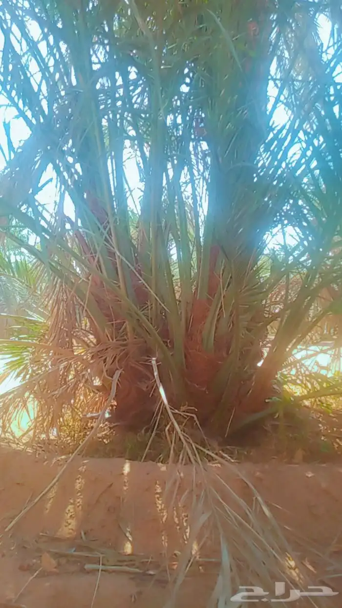 السلام عليكم زباين الكرام يوجد لدينا نخل طيب وسعر مناسب 4