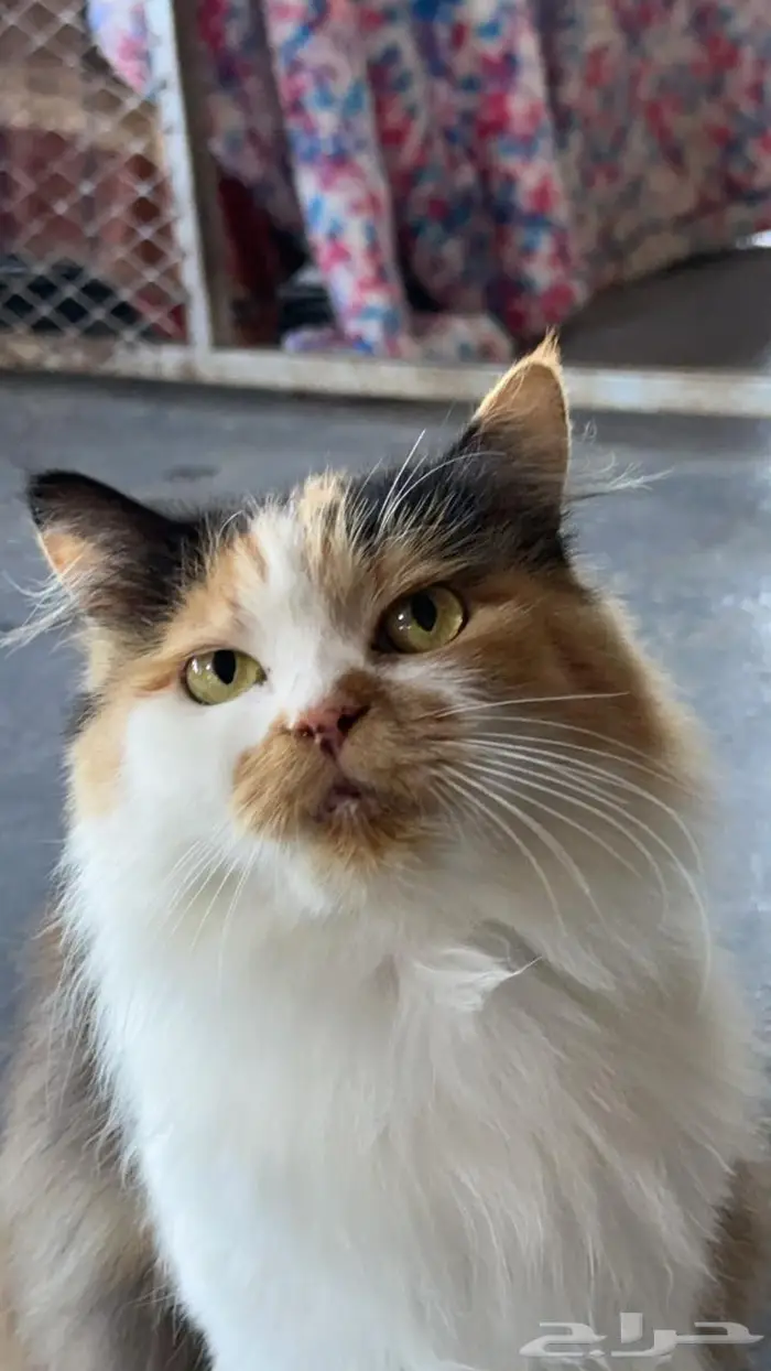 قطة انثى للتبني 0