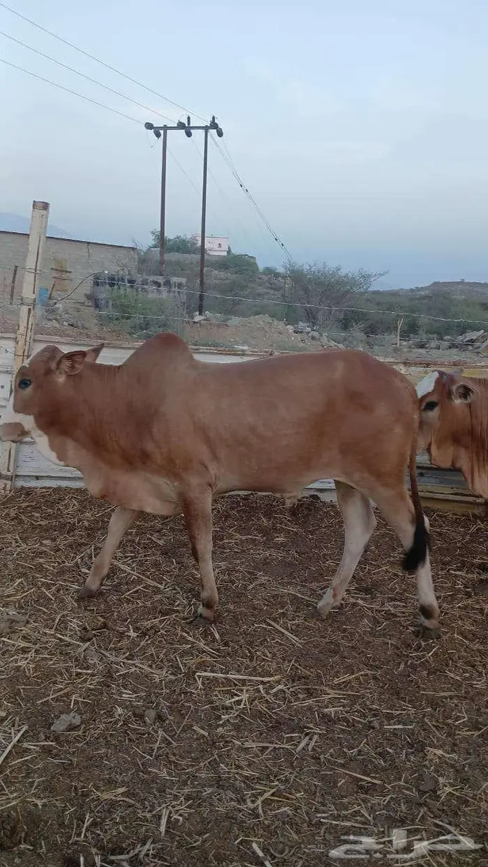 عجل حسيل عجول حسلان 9