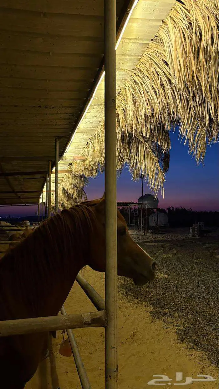 ايواء خيل اسعار رمزه وخدمات عالية 1