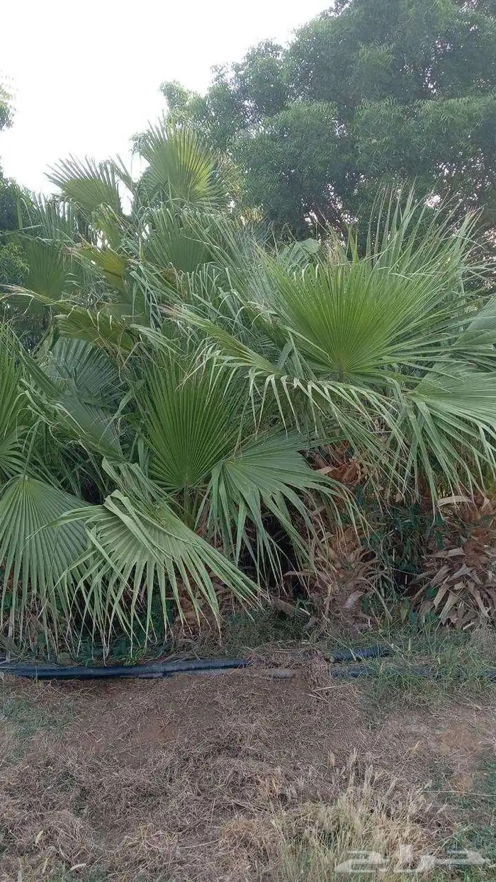 نخيل واشنطني زينه 4