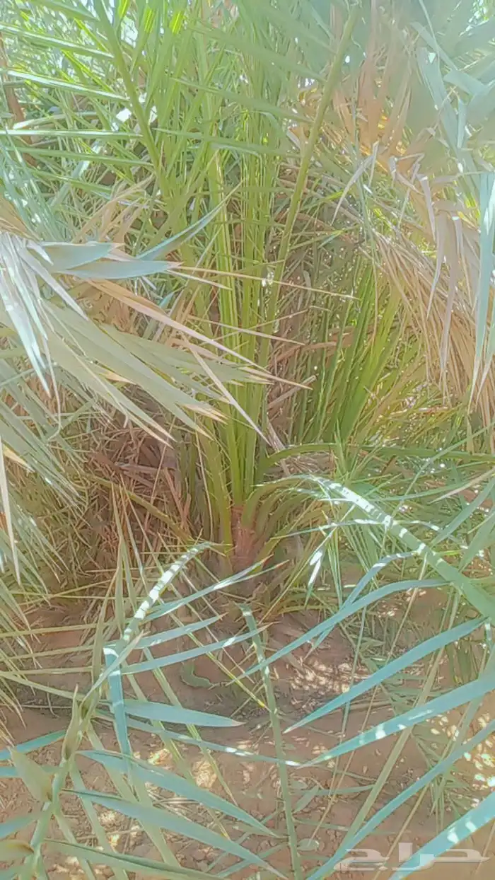 السلام عليكم زباين الكرام يوجد لدينا نخل طيب وسعر مناسب 6