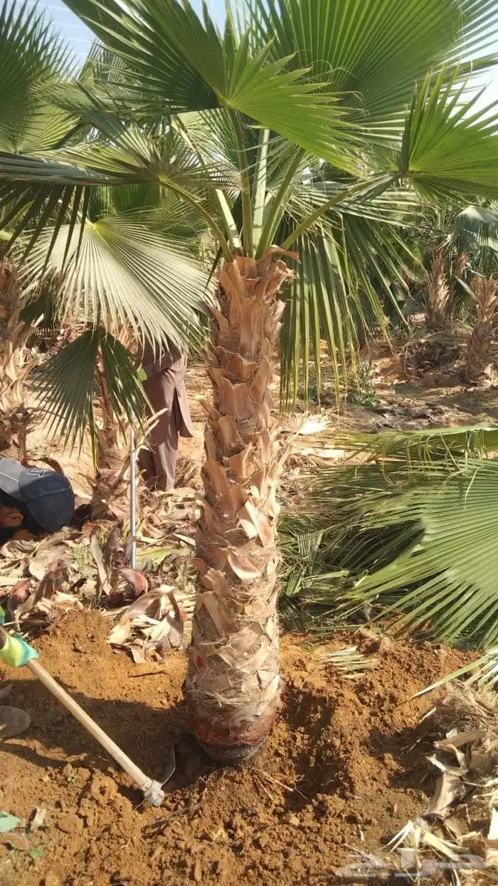 للبيع نخيل عربي مثمر نقايل وفسايل جميع المقاسات والانواع 5