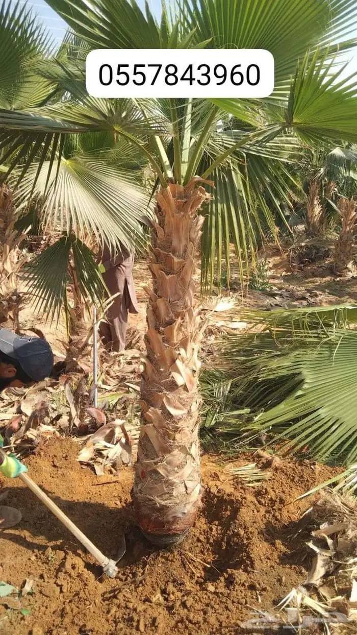 للبيع نخيل عربي مثمر نقايل وفسايل جميع المقاسات والانواع 3