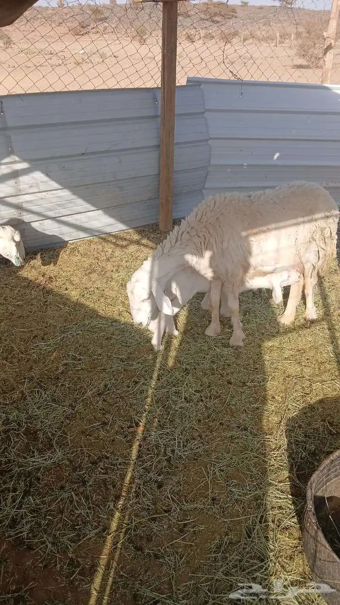 نعجه والد رباع معها واحد رخل رجلها اليسار عرجا مجبوره قبل 1