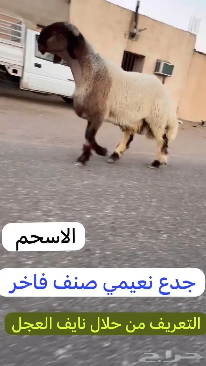 جدعان نعيم صنف للبيع 2