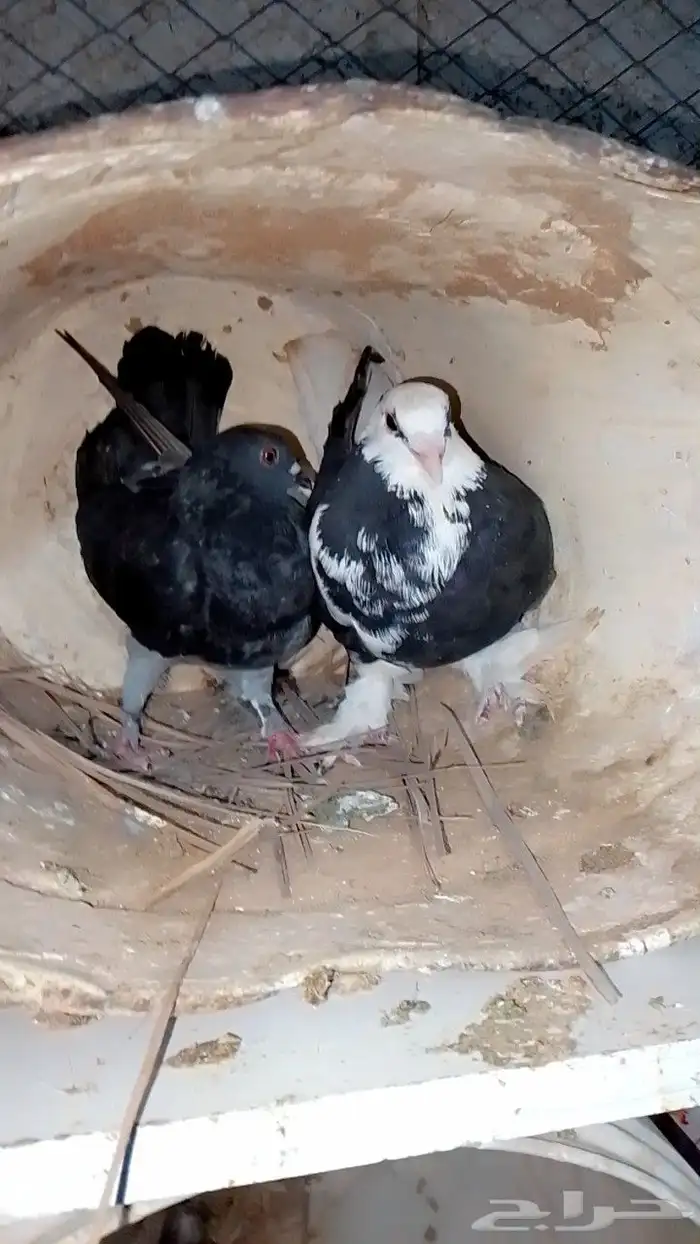 السلام عليكم ورحمه الله وبركاته حمام مشكل اجواز 0