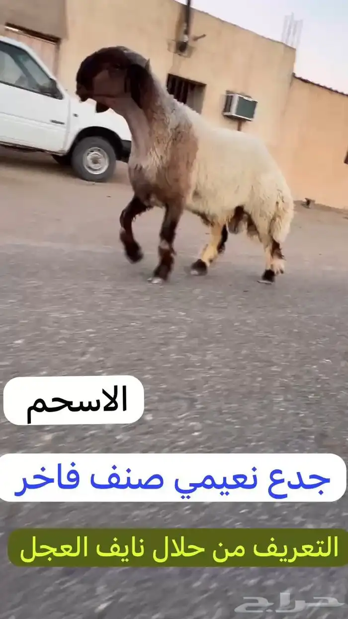 جدعان نعيم صنف للبيع 3
