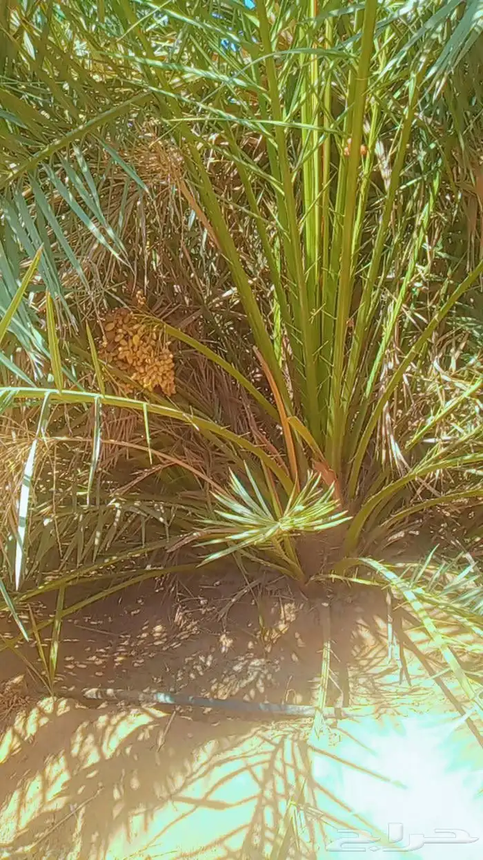 السلام عليكم زباين الكرام يوجد لدينا نخل طيب وسعر مناسب 5