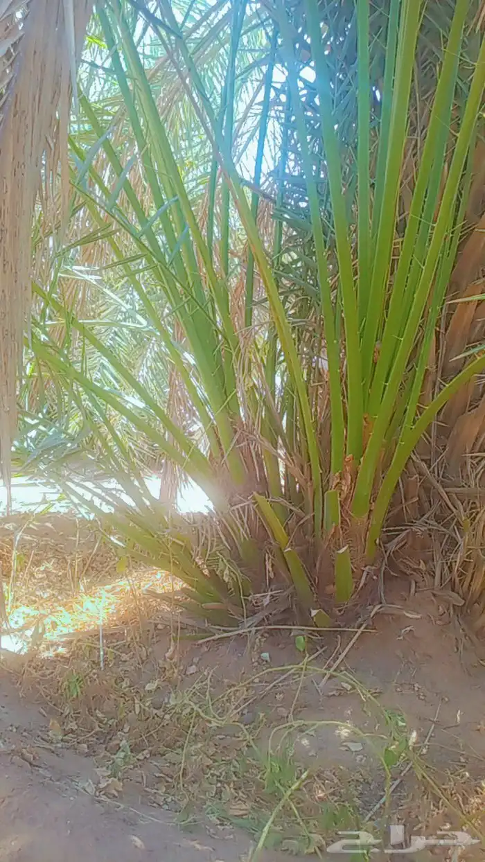 السلام عليكم زباين الكرام يوجد لدينا نخل طيب وسعر مناسب 1