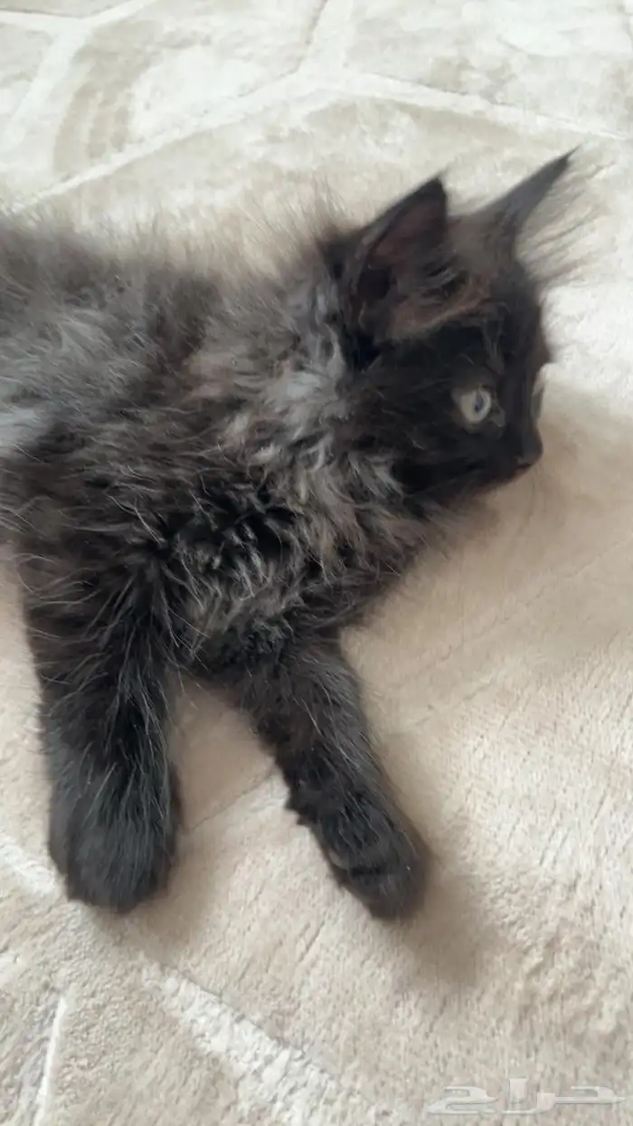 قط ماين كون للبيع 0