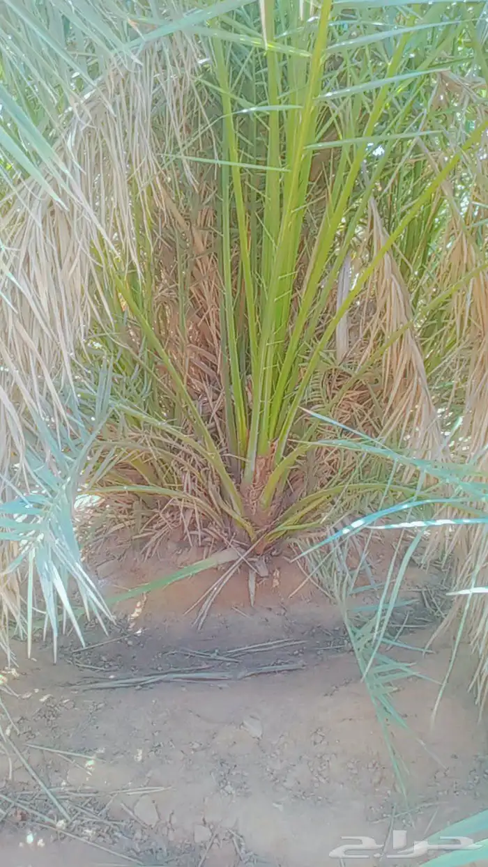 السلام عليكم زباين الكرام يوجد لدينا نخل طيب وسعر مناسب 0