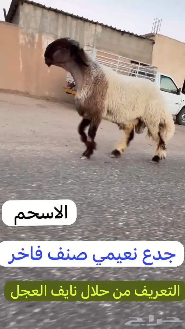 جدعان نعيم صنف للبيع 1