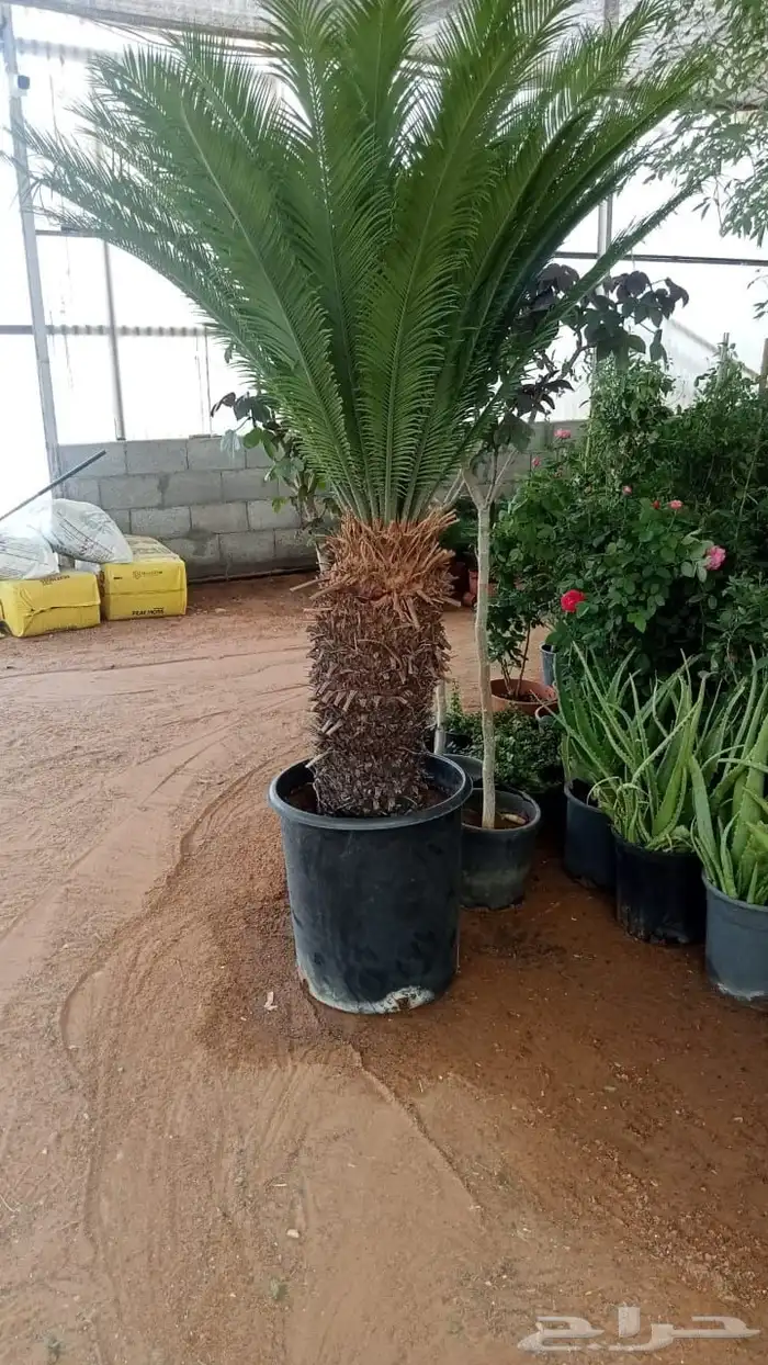 تنسيق حدائق توريد وتركيب الثيل الطبيعي وشبكه الرأي الحديث عا 12