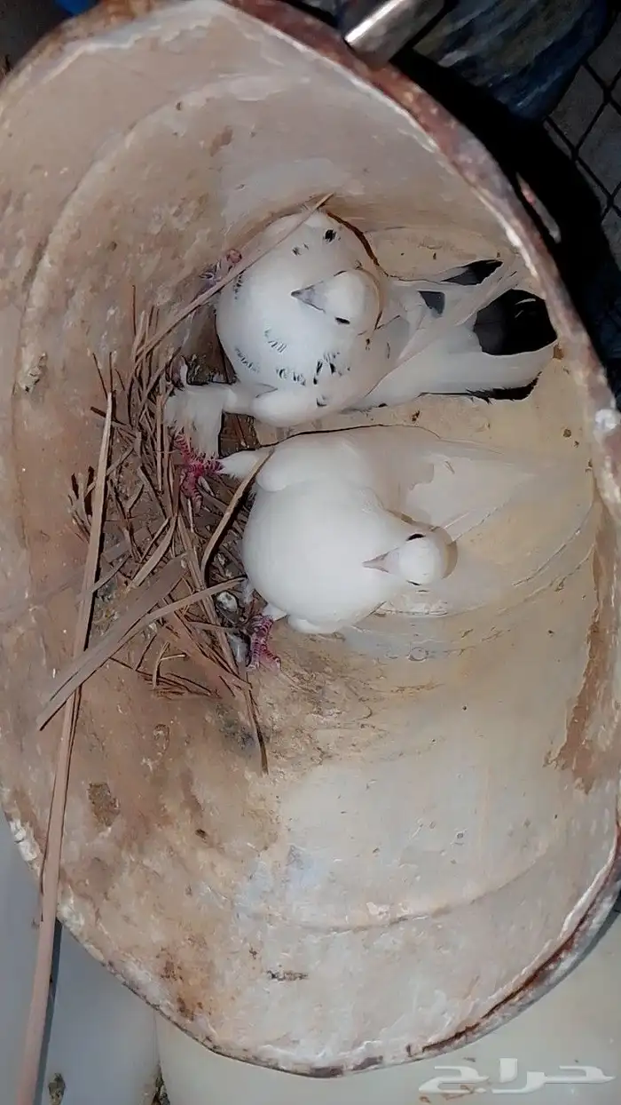 السلام عليكم ورحمه الله وبركاته حمام مشكل اجواز 1