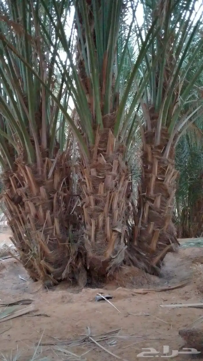 للبيع نخيل عربي مثمر نقايل وفسايل جميع المقاسات والانواع 10