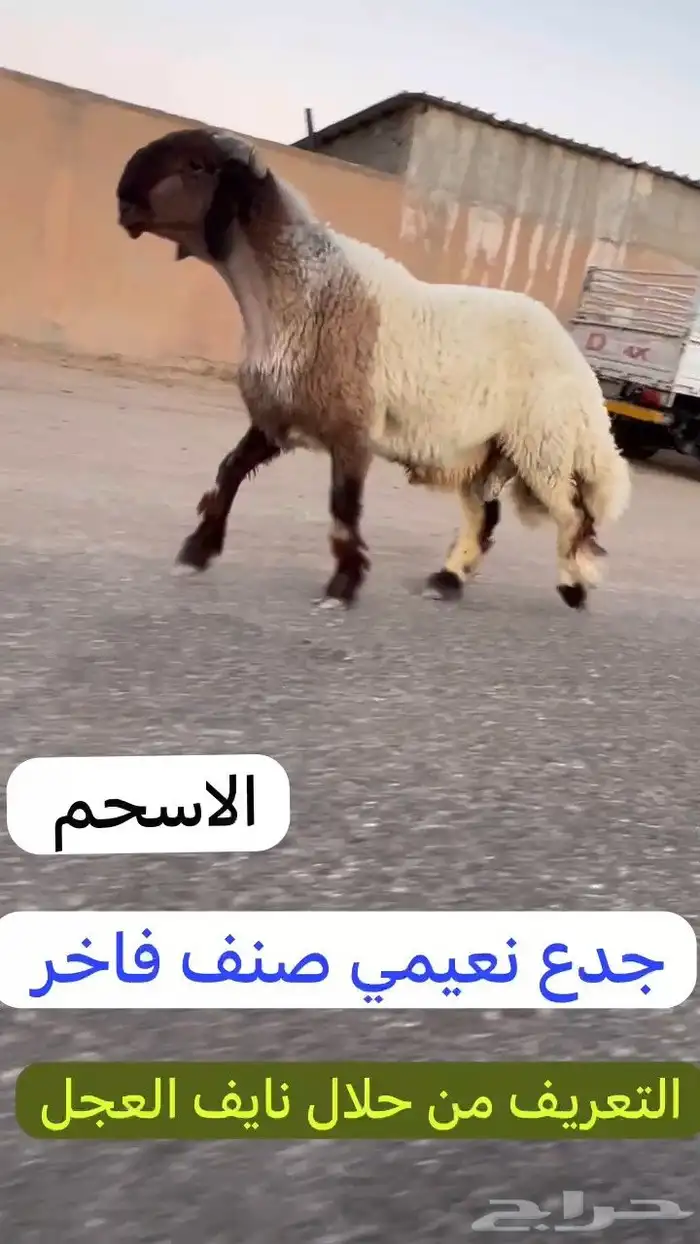 جدعان نعيم صنف للبيع 0