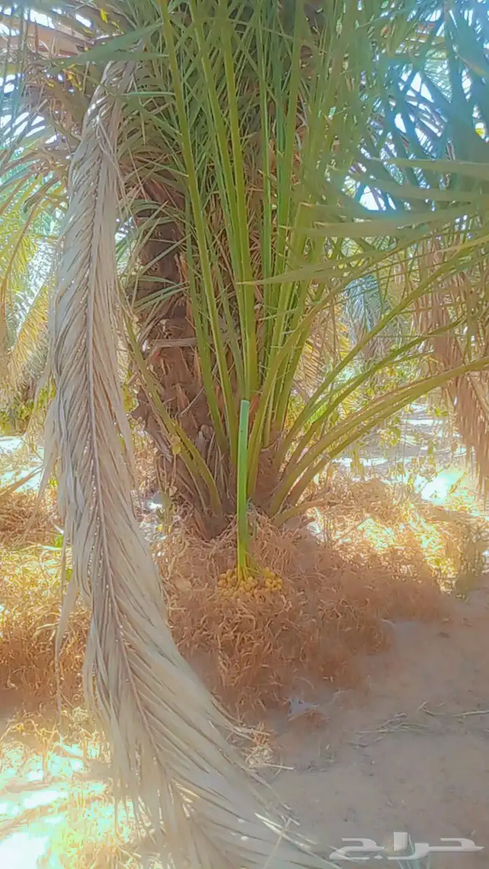 السلام عليكم زباين الكرام يوجد لدينا نخل طيب وسعر مناسب 3