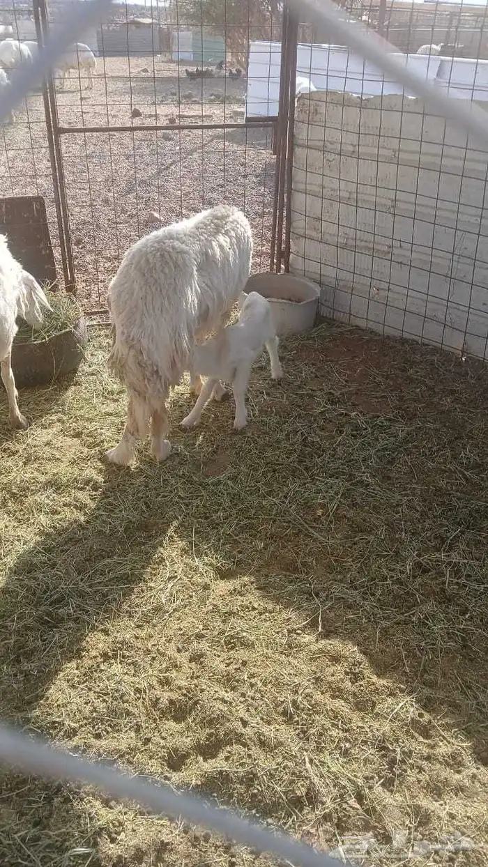 نعجه والد رباع معها واحد رخل رجلها اليسار عرجا مجبوره قبل 0