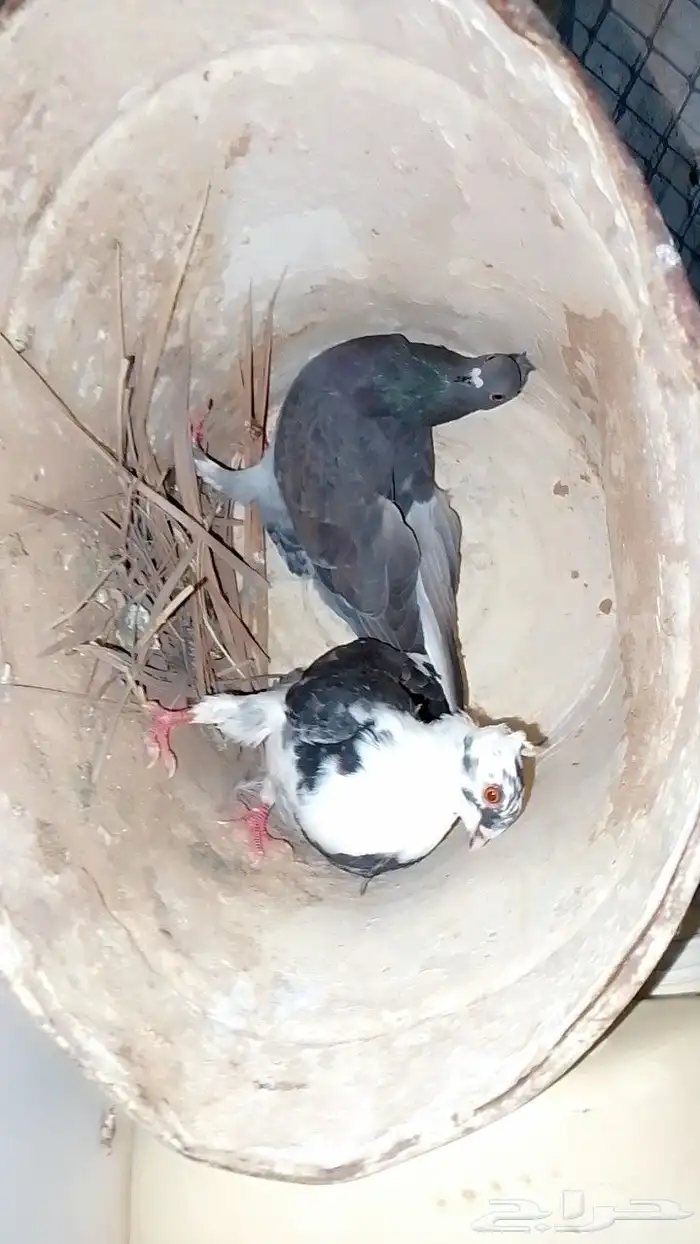 السلام عليكم ورحمه الله وبركاته حمام مشكل اجواز 2