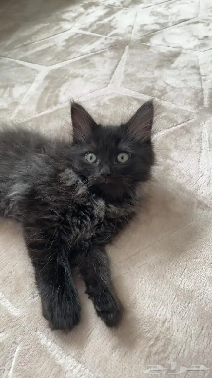 قط ماين كون للبيع 1