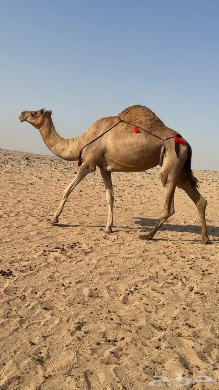 ناقه خلفه تحتها بكره طيبه بالحليب ونفسها ومحالبها شرط 3