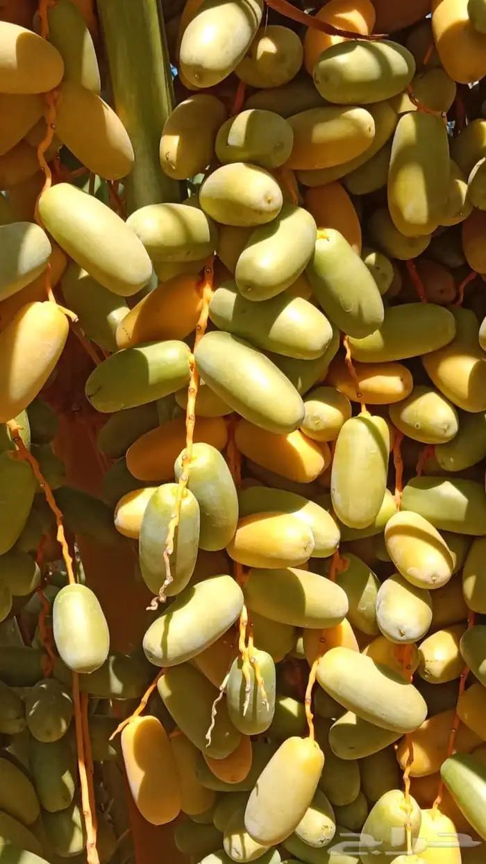 العلا قرية أمتان 1