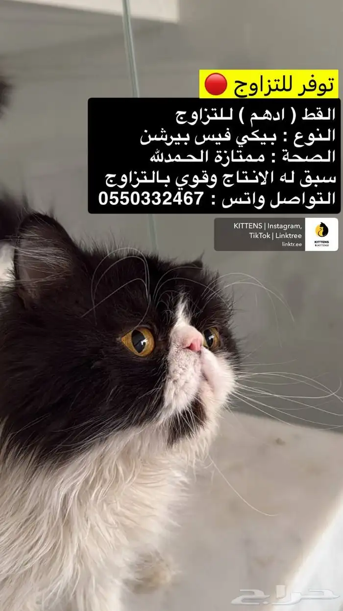 بيكي فيس للتزاوج 0