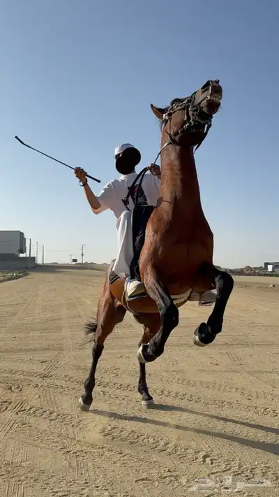 الخيل كفو index